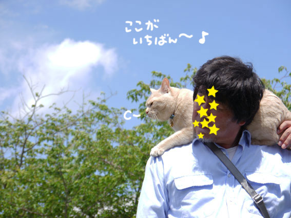 5月の猫譲渡会＆フリマ/ビビリ大将対決！_d0071596_12225368.jpg