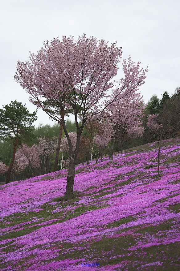 芝桜_f0010298_2335911.jpg