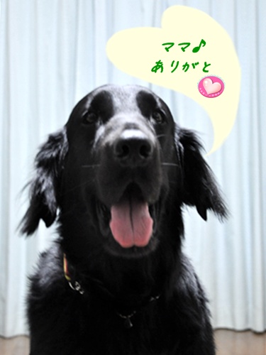 \'13 Mother\'s Day　Ⅱ _f0176499_0373542.jpg