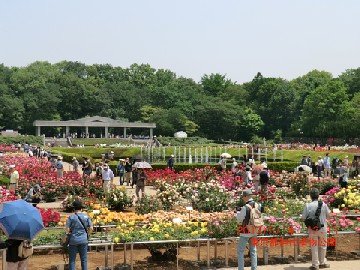 2013年5月14日（火） ； 晴れ_d0051601_22495048.jpg