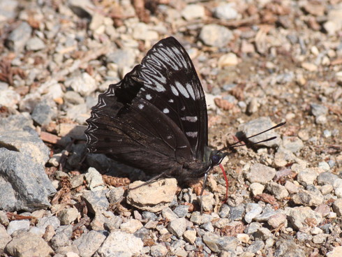 埼玉北部　　            スミナガシ他初見２種2013/05/14①_d0251807_17302461.jpg