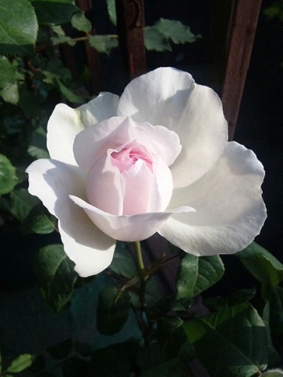 c0147909_22272591.jpg