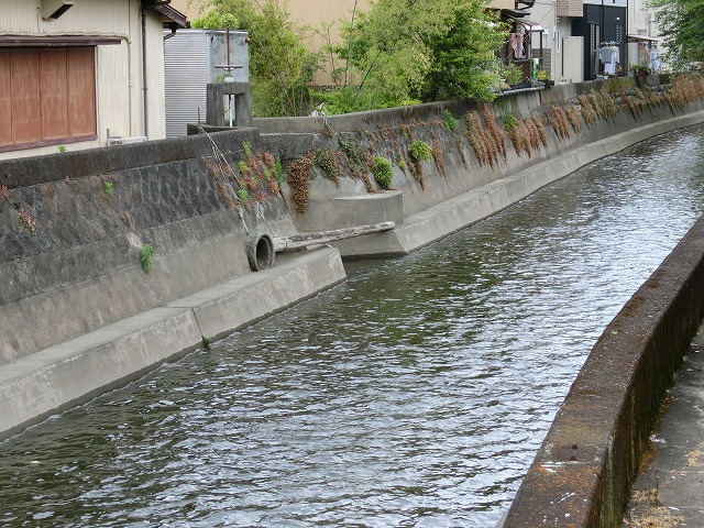 5月の小潤井川の風景_f0141310_7242592.jpg