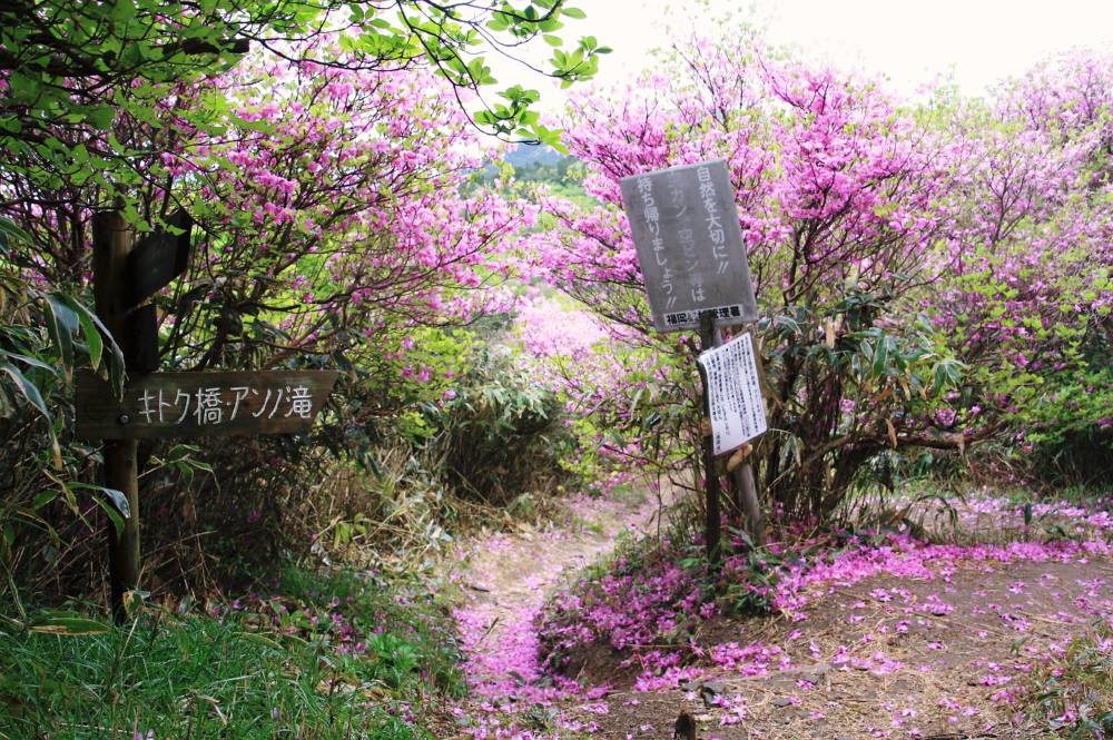 井原山 雷山（福岡県）982ｍ 955ｍ_f0212511_2252893.jpg