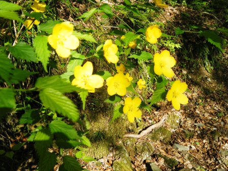 東赤石山～西赤石山　登山　四国　13.5.5_e0333313_1025827.jpg