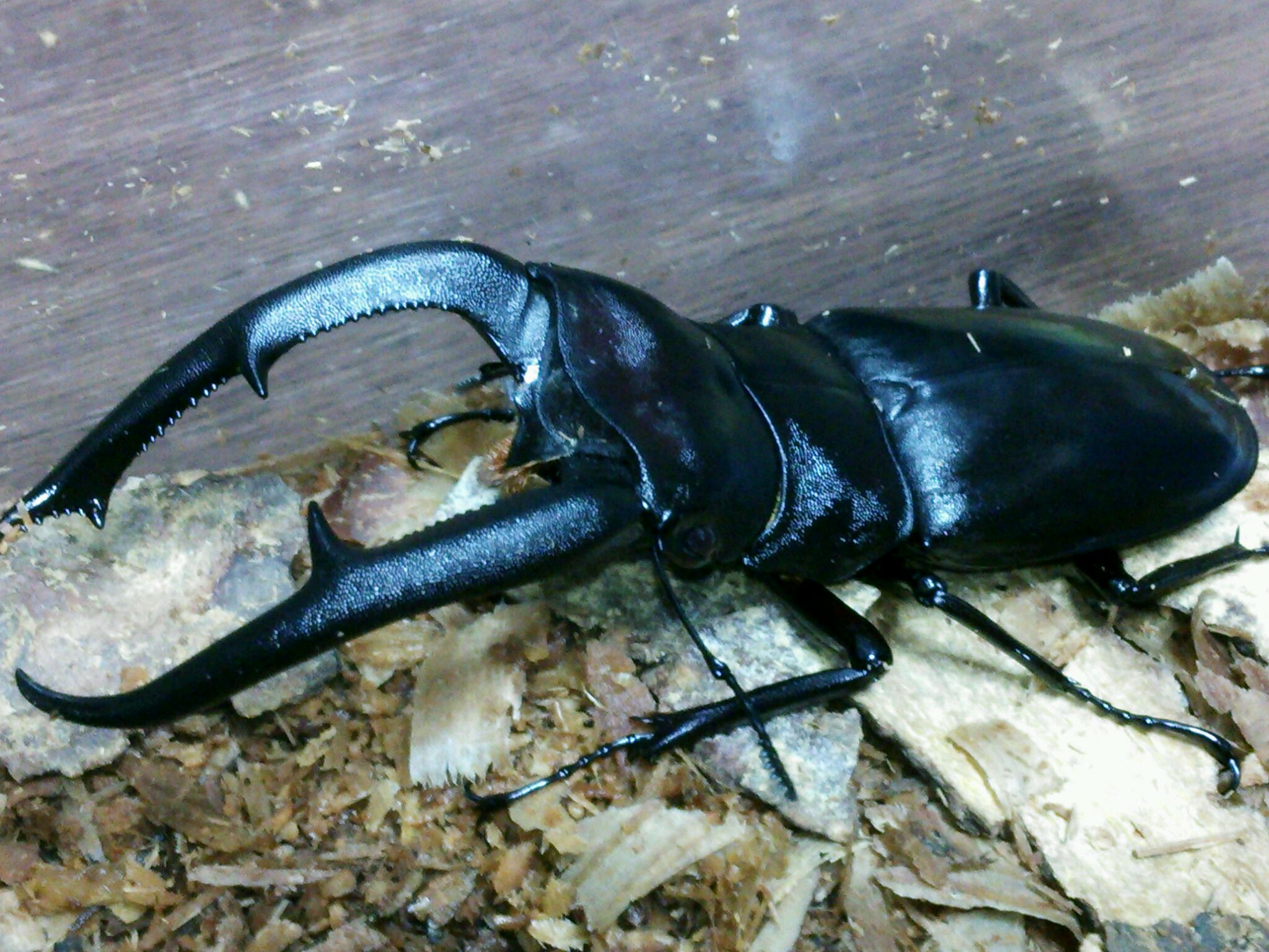 クワガタ界の凶暴王子 : 飼育の部屋
