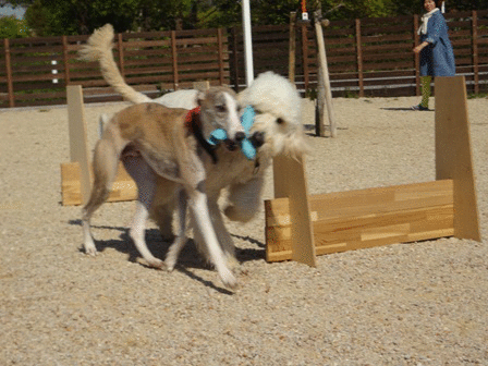 c0254426_1105793.gif