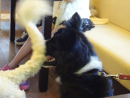 c0254426_1183194.gif