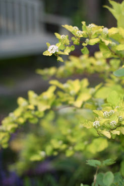f0002534_2055619.jpg