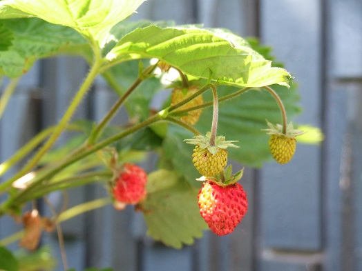 b0089338_11312370.jpg
