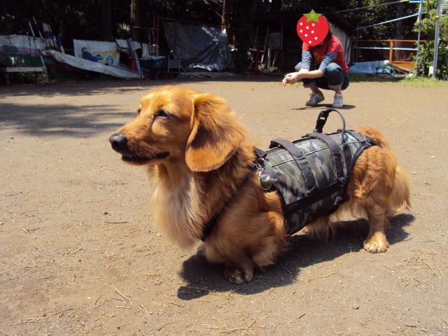 GW中盤 ご近所お仲間とドッグラン_e0195743_1425997.jpg