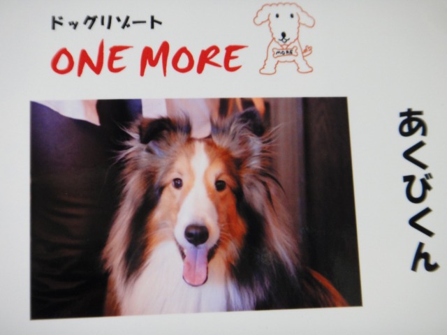 GW終盤 伊豆で巨大なワンちゃんに会った♪_e0195743_14421044.jpg