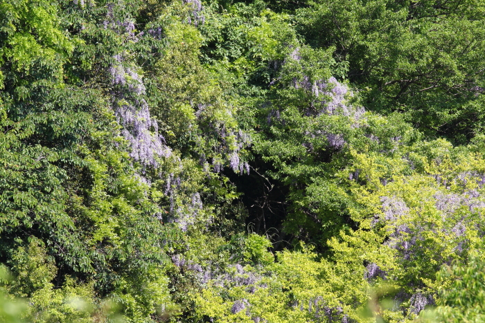 c0199146_2335384.jpg