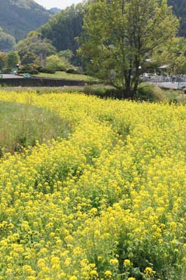 「あ」明日香の菜花_c0303246_15164341.jpg