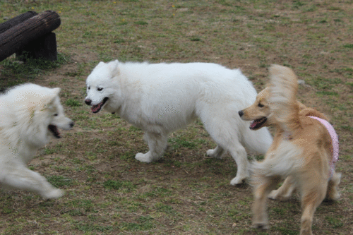 a0269552_8583258.gif
