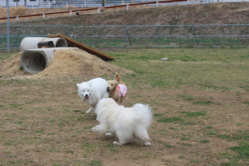 a0269552_8585428.gif