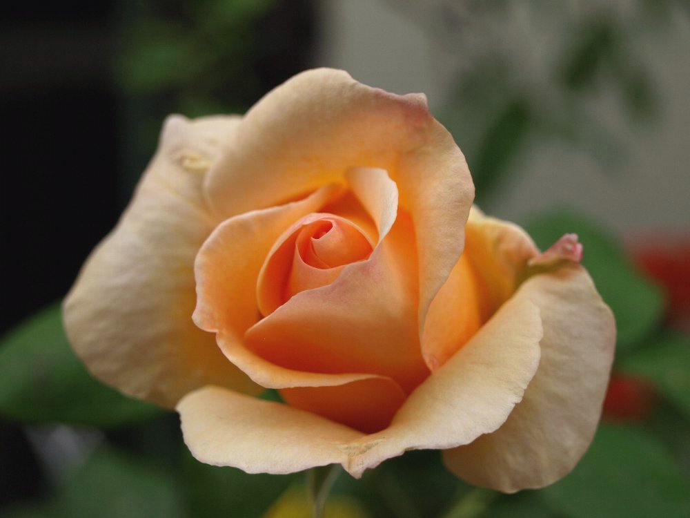 ☆薔薇の花が生クリームみたい☆_c0092953_19295560.jpg