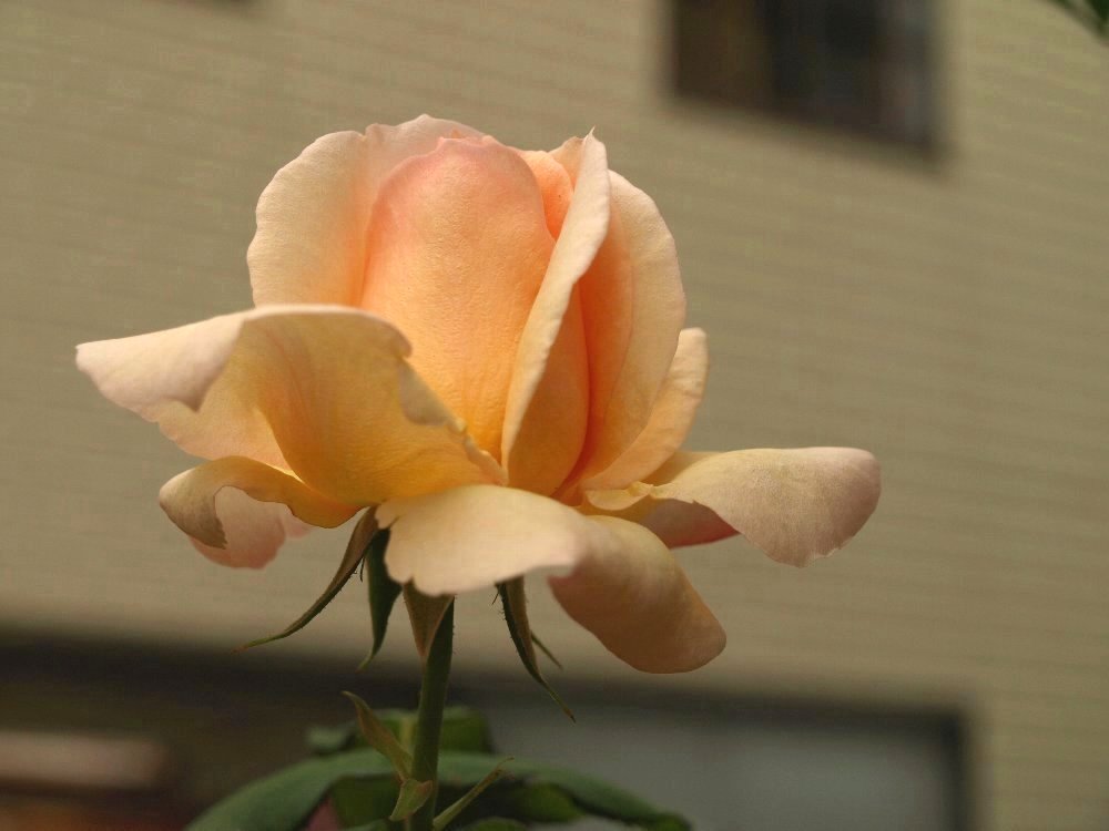 ☆薔薇の花が生クリームみたい☆_c0092953_19321656.jpg