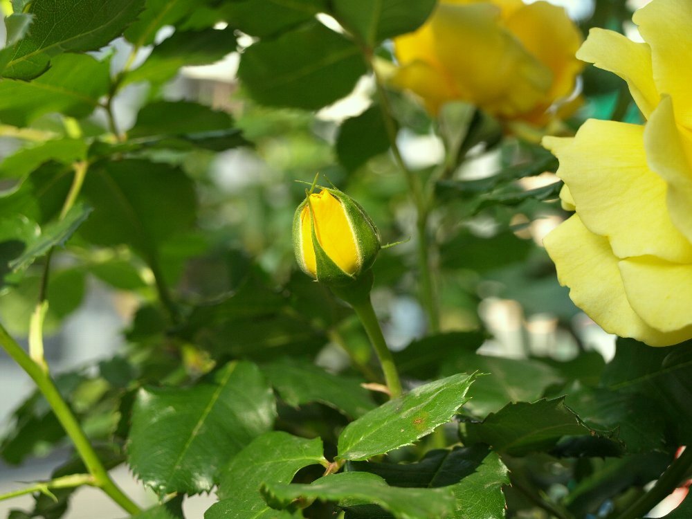 ☆薔薇の花が生クリームみたい☆_c0092953_19324039.jpg