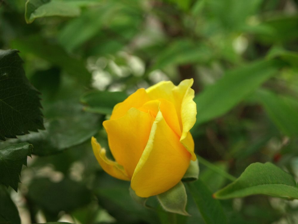 ☆薔薇の花が生クリームみたい☆_c0092953_1933246.jpg