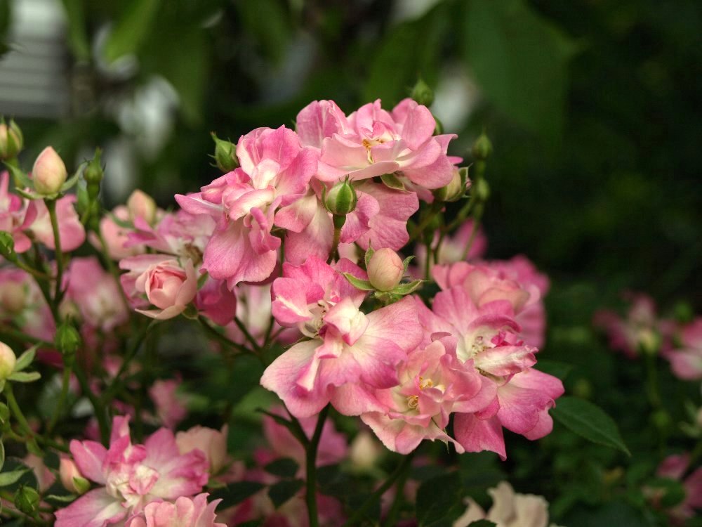☆薔薇の花が生クリームみたい☆_c0092953_19383846.jpg