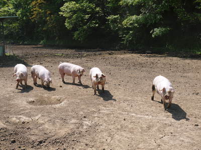 走る豚　｢やまあい村｣の豚たちは走りたいから走るんです!!_a0254656_1632227.jpg