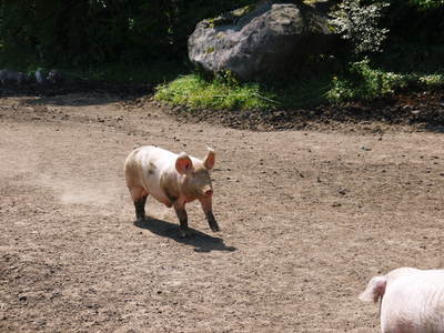 走る豚　｢やまあい村｣の豚たちは走りたいから走るんです!!_a0254656_174462.jpg