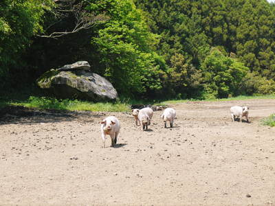 走る豚　｢やまあい村｣の豚たちは走りたいから走るんです!!_a0254656_18132987.jpg