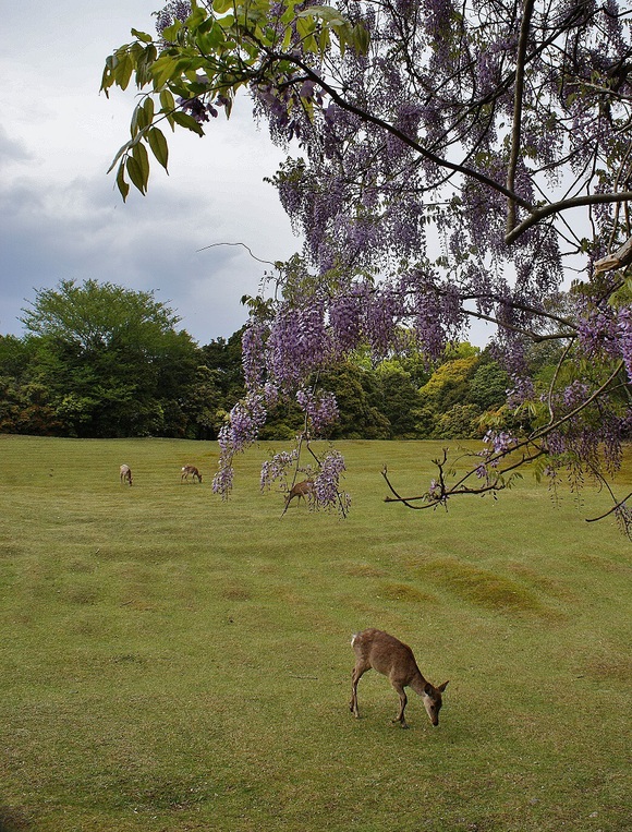 奥飛火野の秘密の藤園_b0063958_2153378.jpg