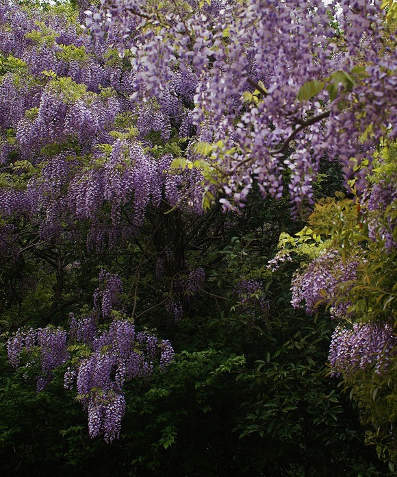 奥飛火野の秘密の藤園_b0063958_21535163.jpg