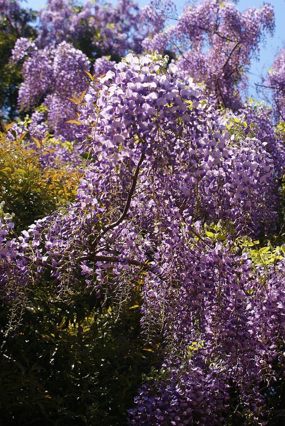 奥飛火野の秘密の藤園_b0063958_21585482.jpg