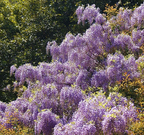 奥飛火野の秘密の藤園_b0063958_2158776.jpg