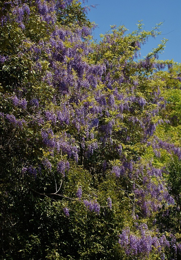 奥飛火野の秘密の藤園_b0063958_2201052.jpg