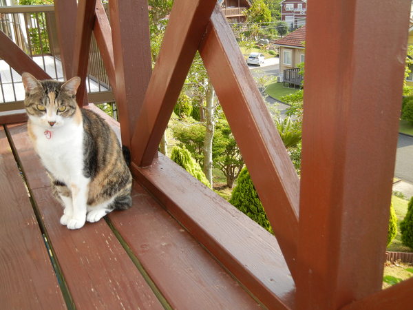 ’13,5,14(火)今日もキョンに遭遇!_f0060461_11284093.jpg