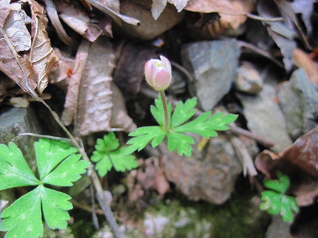 2013.5.14　一ノ森～槍戸山_c0219866_16222294.jpg