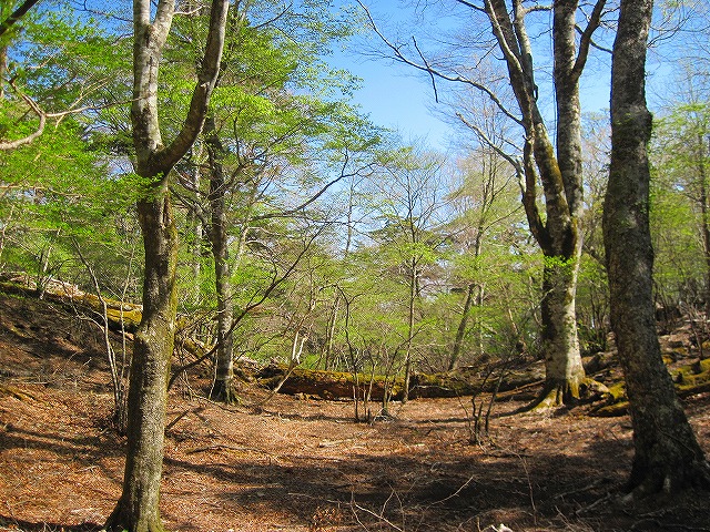 2013.5.14　一ノ森～槍戸山_c0219866_1634381.jpg