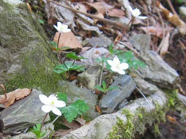 2013.5.14　一ノ森～槍戸山_c0219866_1643673.jpg