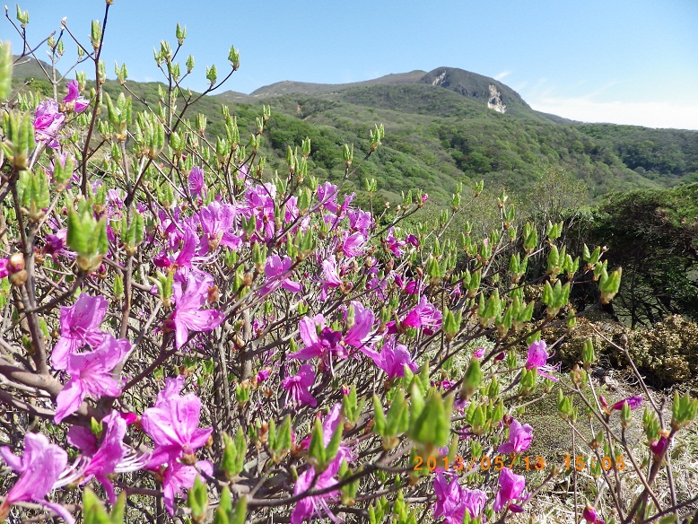 九重山麓を彩る初夏の花達。_f0016066_20281668.jpg