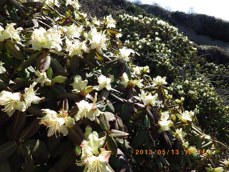 九重山麓を彩る初夏の花達。_f0016066_2037451.jpg