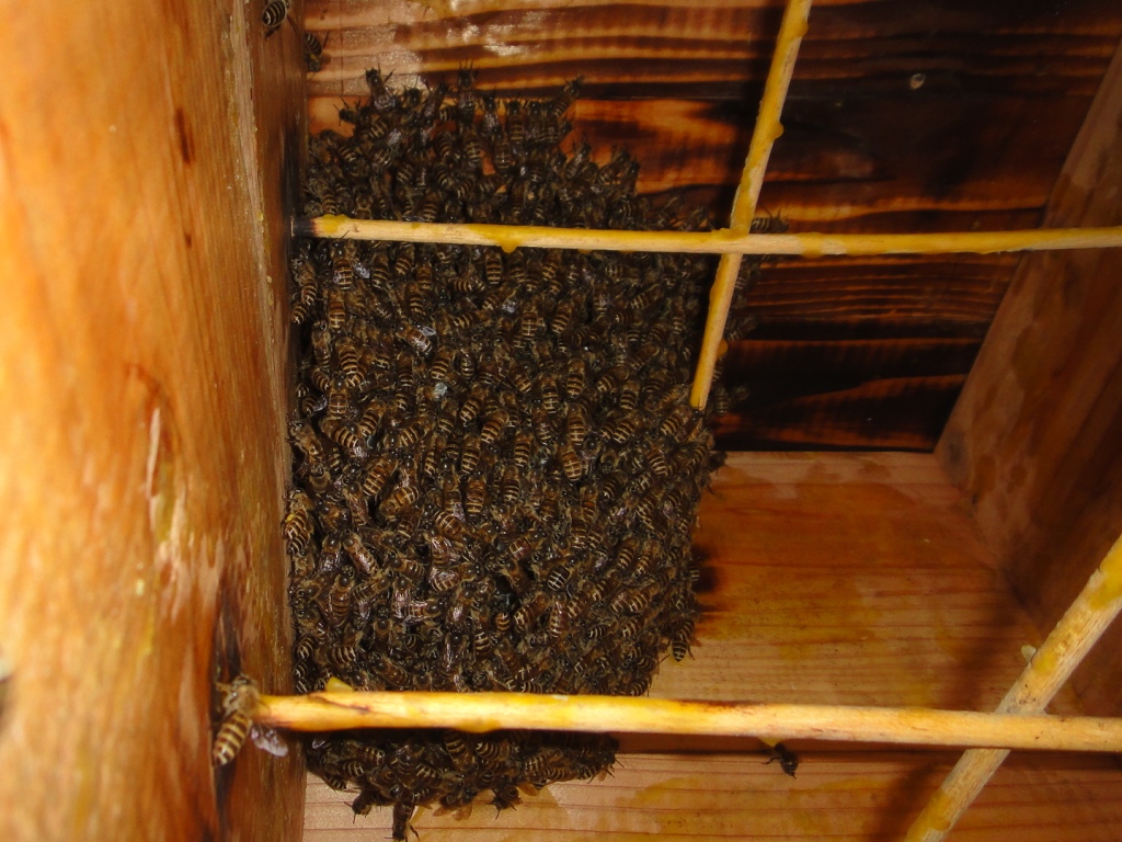 ニホンミツバチ養蜂日記（１）_d0034768_21411589.jpg