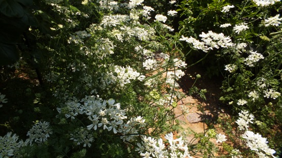 b0214473_17212630.jpg