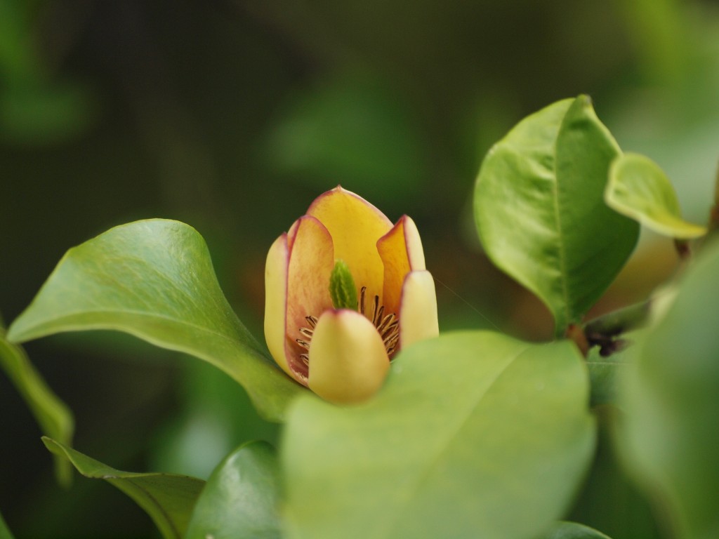 バナナの香りがする唐種招霊（カラタネオガタマ）』 : 自然風の