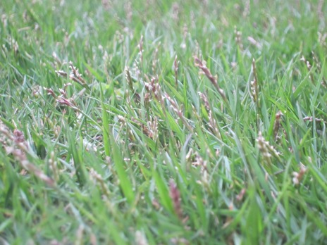 芝の穂 Golf Movies The Blog