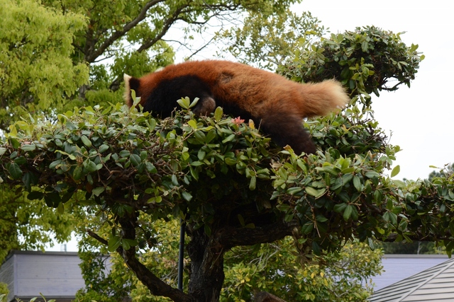 ２０１３年４月白浜パンダ見隊２その４_a0052986_034753.jpg