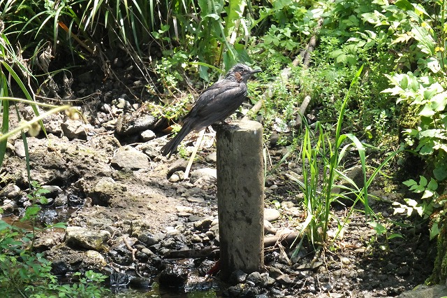 ■　水浴びする鳥　　　13.5.14　　　（ヒヨドリ、カラス、ムクドリ）_e0070891_1846048.jpg