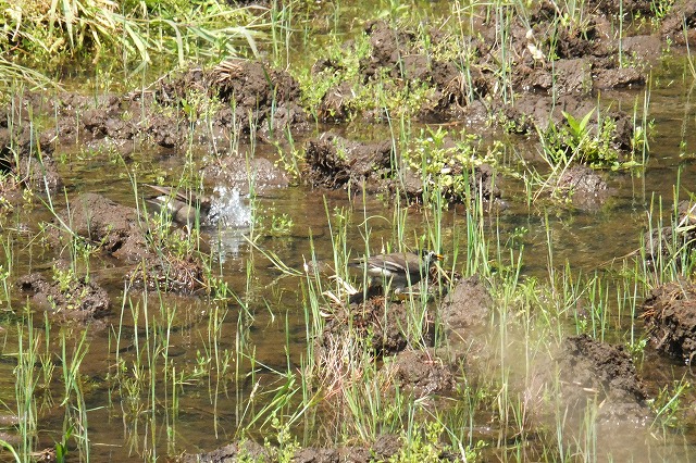 ■　水浴びする鳥　　　13.5.14　　　（ヒヨドリ、カラス、ムクドリ）_e0070891_18484219.jpg