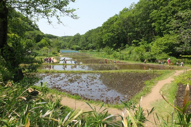 ■　水浴びする鳥　　　13.5.14　　　（ヒヨドリ、カラス、ムクドリ）_e0070891_18534638.jpg