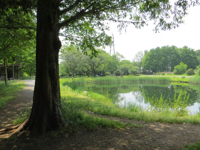 パレット通信41 2013年5月15日(水) 智光山公園スケッチ_b0129807_15125777.jpg
