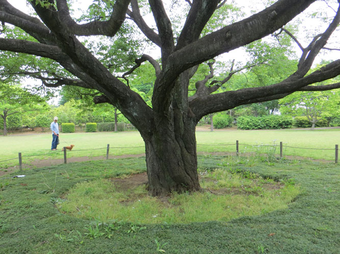 パレット通信41 2013年5月15日(水) 智光山公園スケッチ_b0129807_1563687.jpg