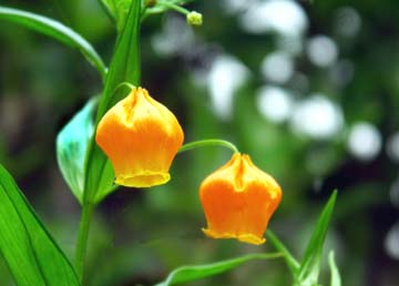 5 15 きょうの誕生花 花言葉は 渋谷の中心で緑に触れようの会